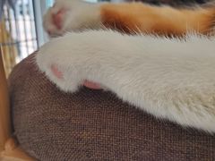 -平行世界·猫咖(首经贸店)