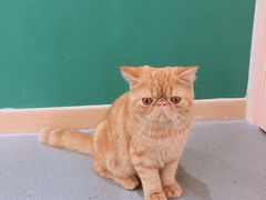 -飞行喵MR PILOT|猫舍·猫咖(静安大融城店)