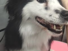 -宠福鑫康馨动物医院·骨科·眼科