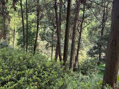 -铁山坪森林公园