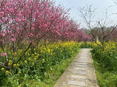 -南汇桃花村