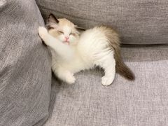 -宠爱国际动物医院·消化内科·心肾内科·ISFM猫友好(望京店)