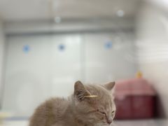-1013 PET SHOP精品宠物商店(丁香店)