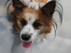 -达爱动物医院·犬猫分区·CT·复杂眼科(远洋山水分院)