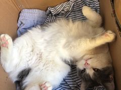 -lincat·猫舍(广州店)