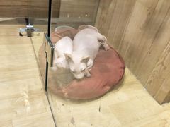 -藏猫猫咖啡主题馆(中央大道店)