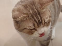 -平行世界·猫咖(首经贸店)