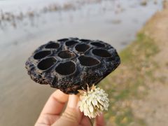-丁香湖公园