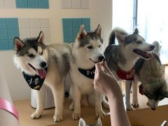 -Husky Go! 哈士奇体验馆·宠物咖啡厅狗咖