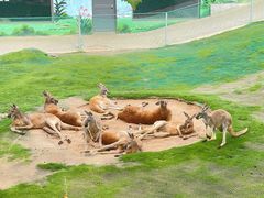 -西霞口神雕山野生动物世界
