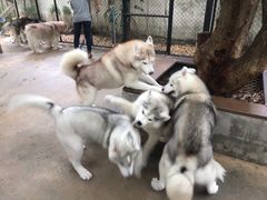-TrueLove @ Neverland (Husky Cafe)