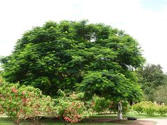 -中国科学院西双版纳热带植物园