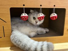 -有猫主题·治愈系猫咖(曾厝垵店)