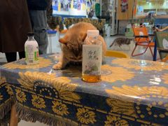 -平行世界·猫咖(首经贸店)