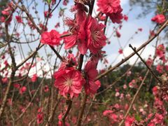 -南国桃园旅游度假区