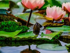 -国家植物园南园