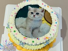 -橙呦·私人定制生日蛋糕
