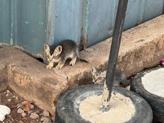 -尼甘布海鲜市场