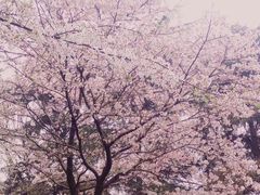 -武汉大学-樱园