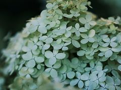 -中国科学院华南植物园