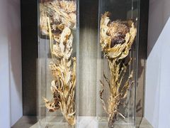 -北京中医药大学-中医药博物馆