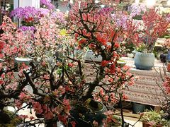 -双季花艺园艺市场(浦东店)