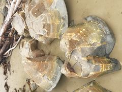 -摩拉基大圆石