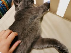 -藏猫猫咖啡主题馆(中央大道店)