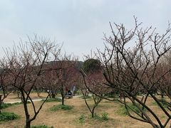 -香雪海