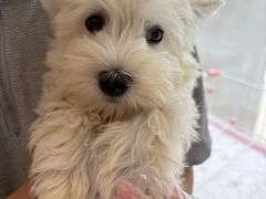 -翊宠yipet猫狗购宠庄园犬舍•猫舍