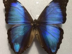 -上海昆虫博物馆