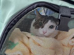 -爱哆宠物医院·骨科·外科·猫科