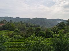-雁南飞茶田景区