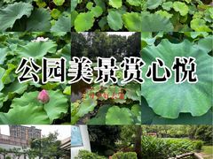 -陈家山荷花公园