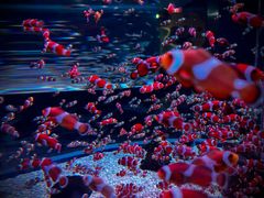 -海合安成都极地海洋公园