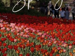 -北京国际鲜花港