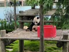 -西霞口神雕山野生动物世界