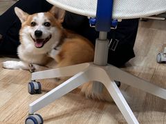 -多乐狗狗宠物训练工作室