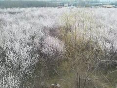 -明秦王墓遗址