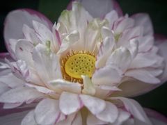 -厦门园林博览苑