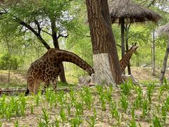 -北京野生动物园