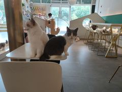 -飞行喵MR PILOT|猫舍·猫咖(静安大融城店)