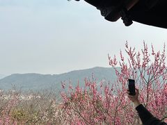 -香雪海