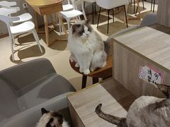 -藏猫猫咖啡主题馆(中央大道店)