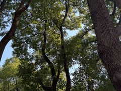 -徐家汇源景区-衡山公园