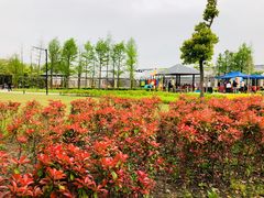 -菊园百果园