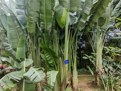 -中国科学院西双版纳热带植物园