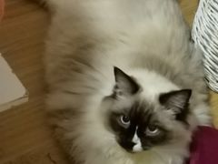 -Bastet sally猫舍购宠(静安店)