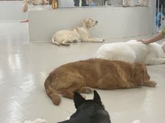 -共舞时光猫咖·狗咖(新街口店)