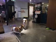 -百好乐宠物友好餐厅(朝外大街店)